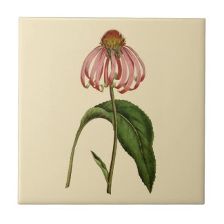 Pink Echinacea Botanical Tan Ceramic Tile