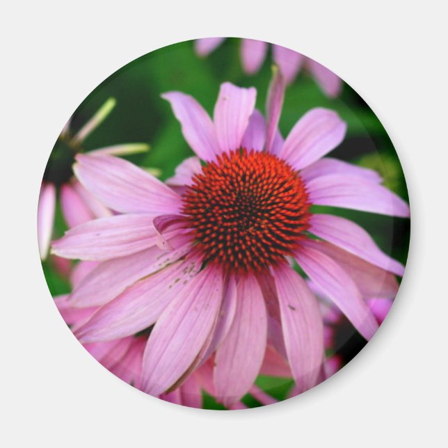 pink echinacea flower magnet (Front)