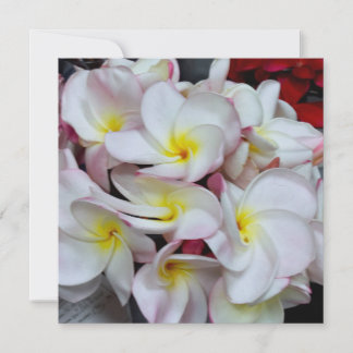 Pink‑Edged Plumeria Blossoms – Tropical Floral Not Note Card