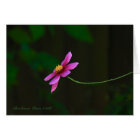 Pink elegant cosmos-flower