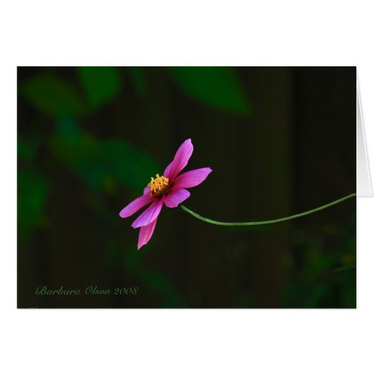 Pink elegant cosmos-flower cards (Front Horizontal)