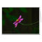 Pink elegant cosmos-flower