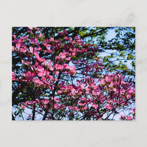 Pink elegant flowering Dogwood tree  Postcard