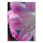 Pink Embrace Card (Front)