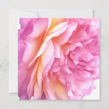 Pink English Rose Flower Floral Petals Blank