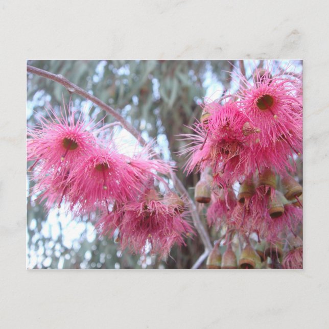 Pink Eucalyptus Flowers Postcard (Front)