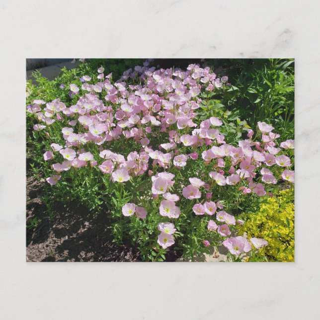 Pink Evening Primrose Postcard (Front)