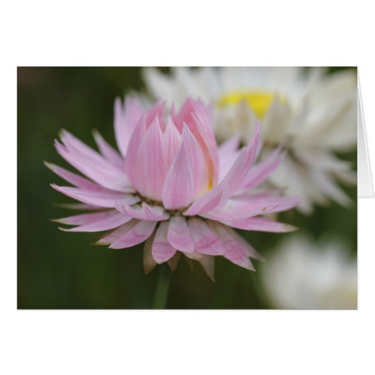 Pink Everlasting Daisy Card (Front Horizontal)