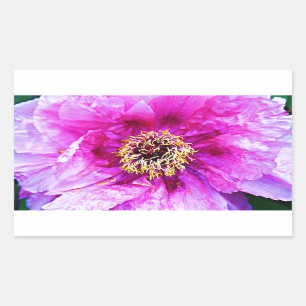 Pink Explosion Rectangular Sticker