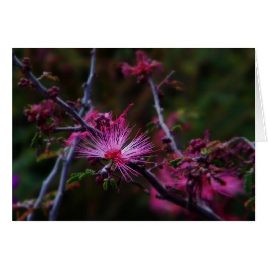 Pink fairy duster cards (Front Horizontal)