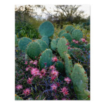 Pink Fairy Duster Flowers & Prickly Pear Cactus