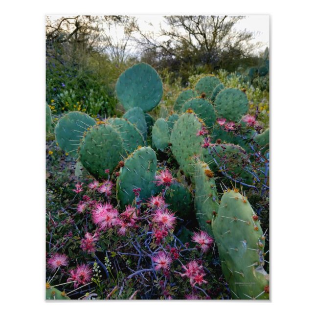 Pink Fairy Duster Flowers & Prickly Pear Cactus Photo Print (Front)