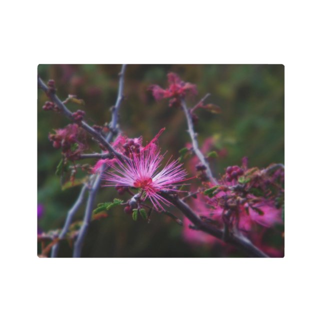 Pink Fairy Duster Metal Print (Front)