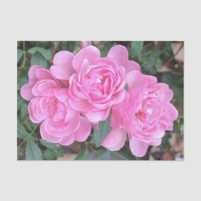 Pink Fairy Roses Tissue Paper (Front)