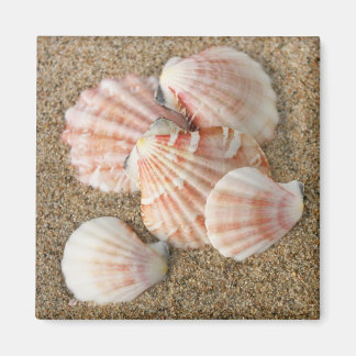 Pink Fan Shells Magnet