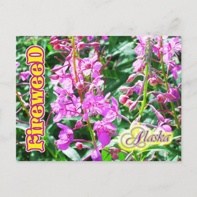 Pink Fireweed flowers in Alaska Postcard (Front)