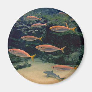 Pink Fish Shoal Underwater Photo Magnet