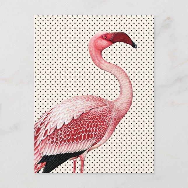 Pink Flamingo and Vintage Polka Dots Postcard (Front)