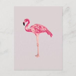 Pink Flamingo Bird Illustration Postcard