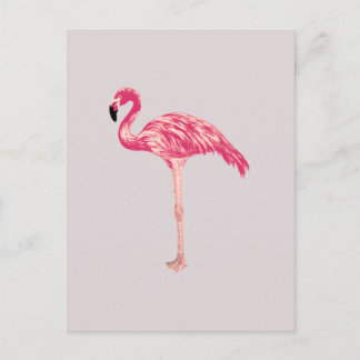 Pink Flamingo Bird Illustration Postcard
