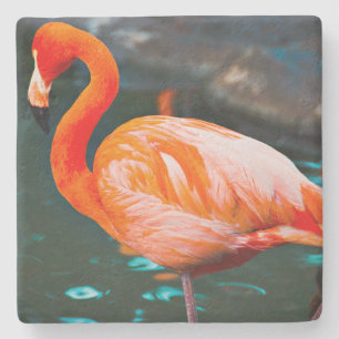 Pink Flamingo Bird Photo Beautiful Bold Modern Stone Coaster