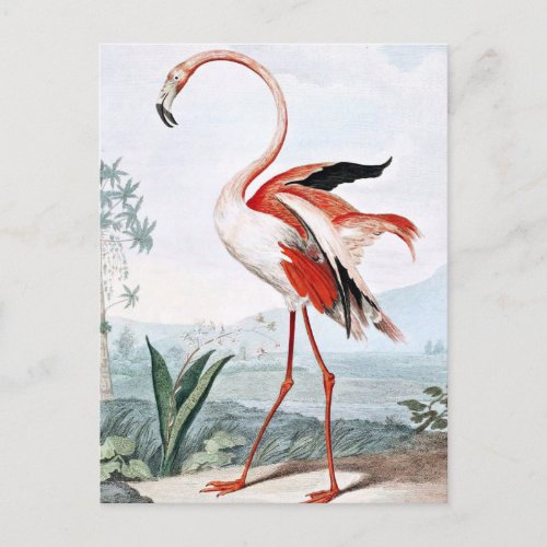 Pink Flamingo Bird Vintage Art Postcard