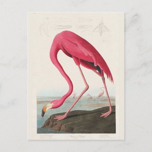 Pink Flamingo Birds of America by JJ Audubon Postcard