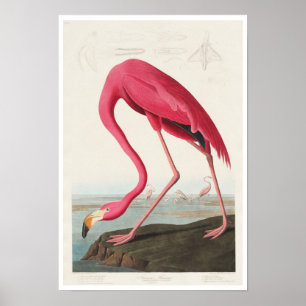 Pink Flamingo by Audubon Poster