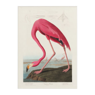 Pink Flamingo by John Audubon Acrylic Print