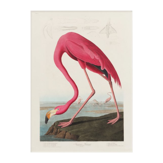Pink Flamingo by John Audubon Acrylic Print (Front)