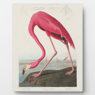 Pink Flamingo by John Audubon Plaque