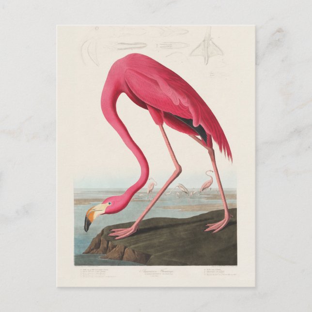 Pink Flamingo by John Audubon Postcard (Front)