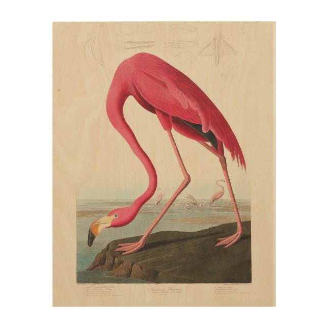 Pink Flamingo by John Audubon Wood Wall Art (Front)