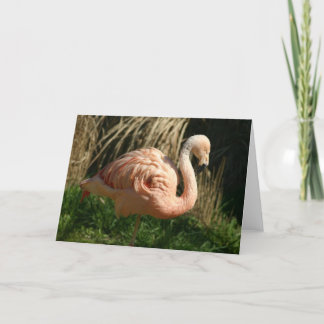 Pink Flamingo Card
