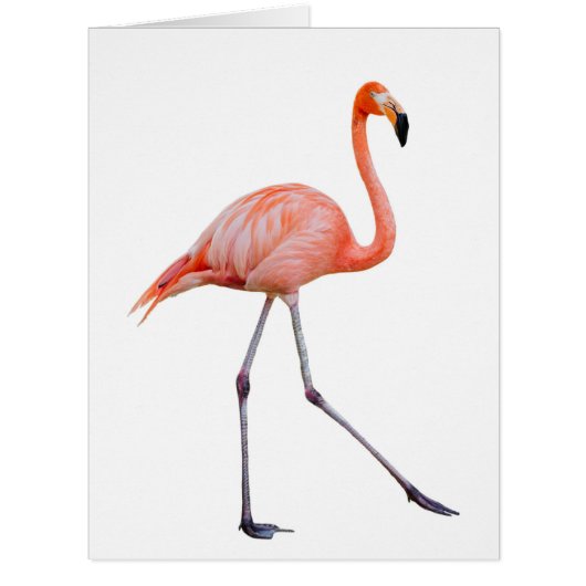 Pink Flamingo Cards (Front)