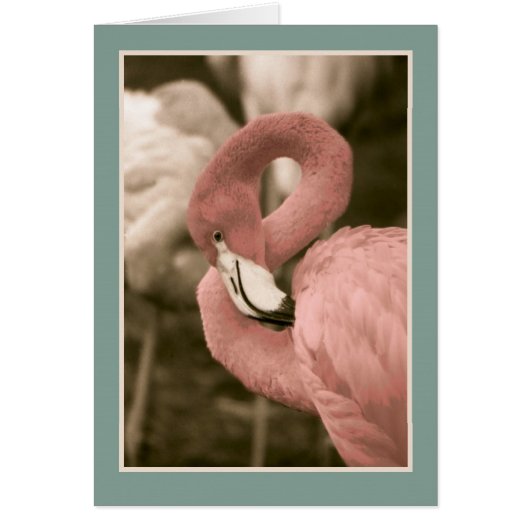 Pink Flamingo Cards (Front)
