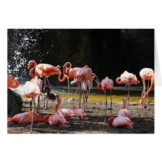 Pink Flamingo Cards (Front Horizontal)