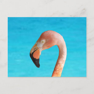 Pink flamingo face against blue water on postcard