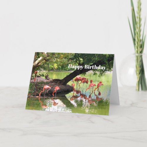 Pink Flamingo Flock Wildlife Photo Birthday Card