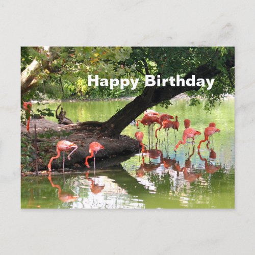 Pink Flamingo Flock Wildlife Photo Birthday Postcard