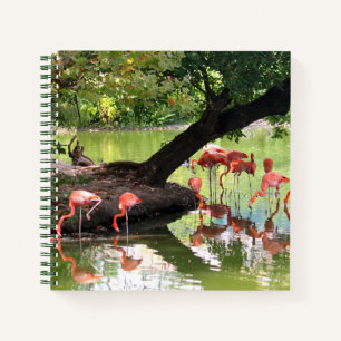 Pink Flamingo Flock Wildlife Photo Notebook