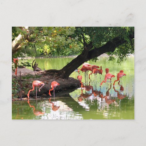 Pink Flamingo Flock Wildlife Photo Postcard