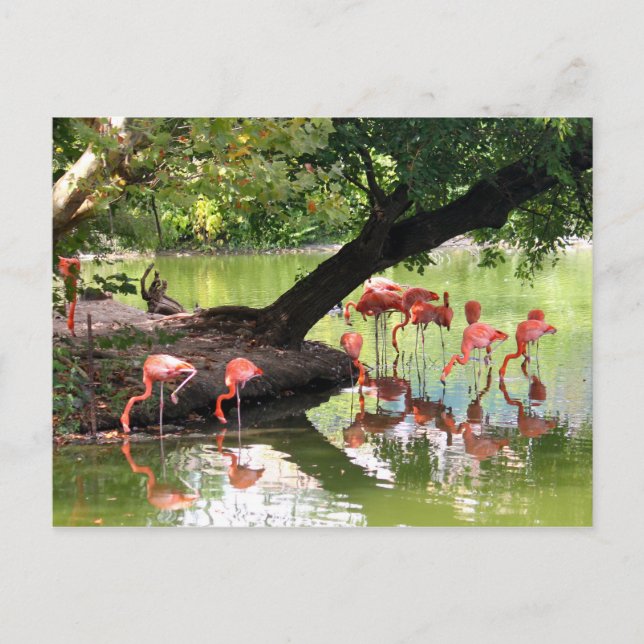 Pink Flamingo Flock Wildlife Photo Postcard (Front)