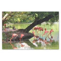 Pink Flamingo Flock Wildlife Photo Tissue Paper