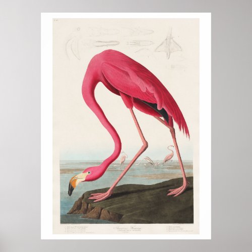 Pink Flamingo from Birds of America 1827 Poster