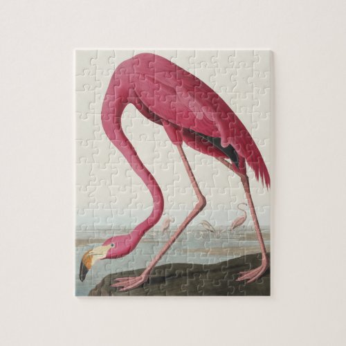 Pink Flamingo from Birds of America Jigsaw Puzzle