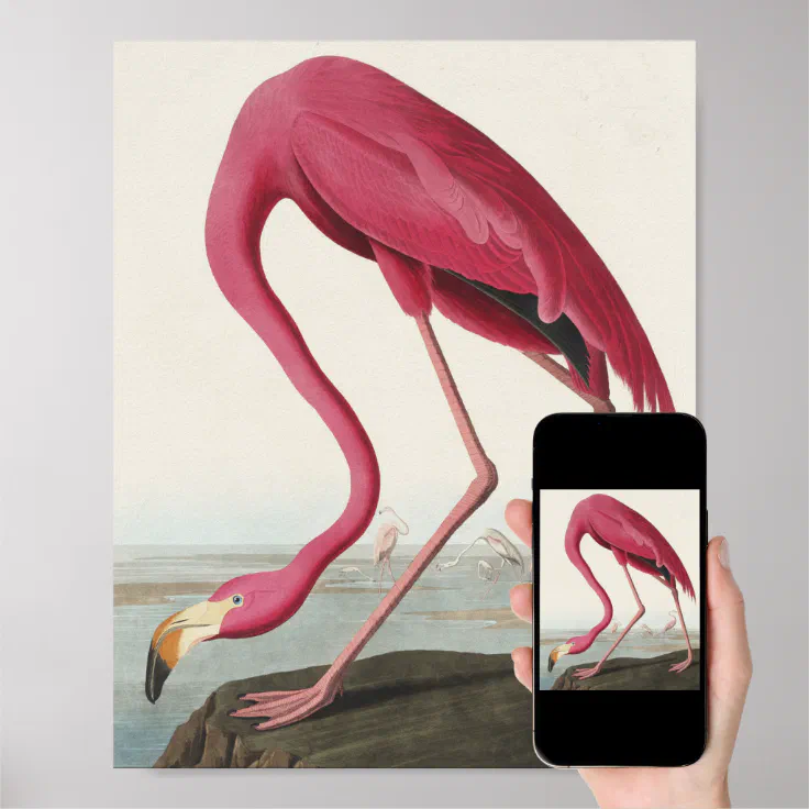 Pink Flamingo from Birds of America Poster