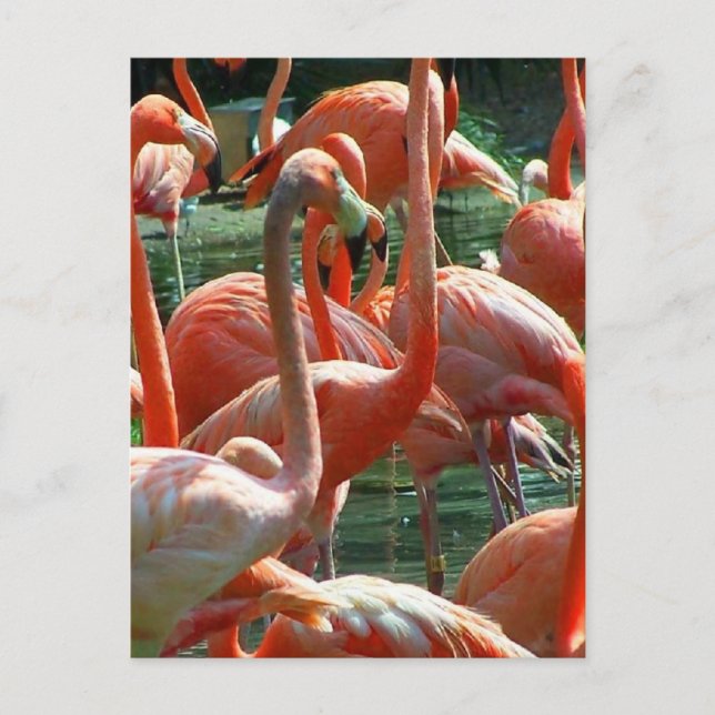 Pink Flamingo group, lots of flamingoes picture! Postcard (Front)