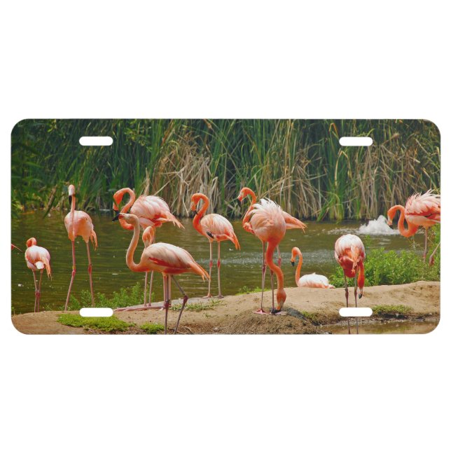 Pink flamingo license plate (Front)