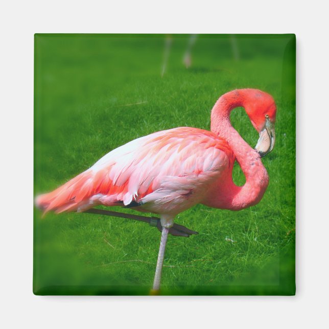 Pink Flamingo Magnet (Front)